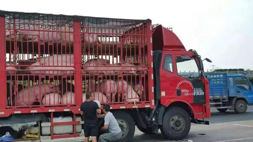 国内猪肉价格反弹,上涨的原因是什么?