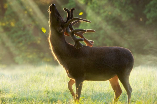 deer复数是什么？