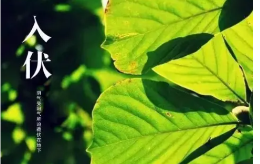 2021年头伏第一天是几月几号