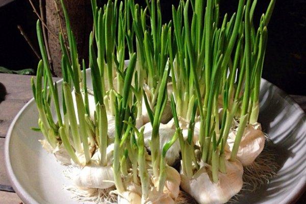 大蒜要高产应该怎样施肥？有哪些高产的配方施肥？