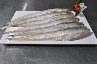 黄河鱽鱼有多珍贵？为什么这么珍贵?