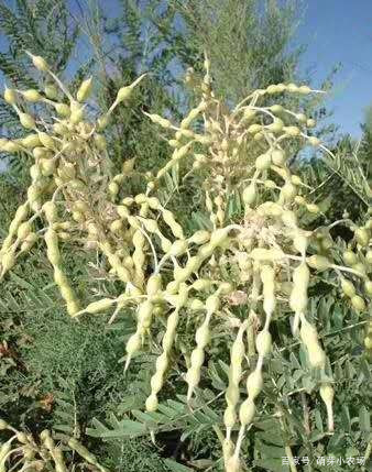 如果想要合作种植药材，如何寻找药材种植合作公司呢？