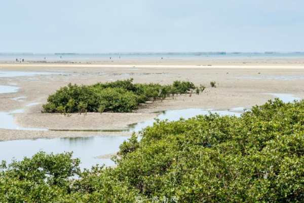 广西北海红树林大片消失,导致红树林大片消失的原因是什么?