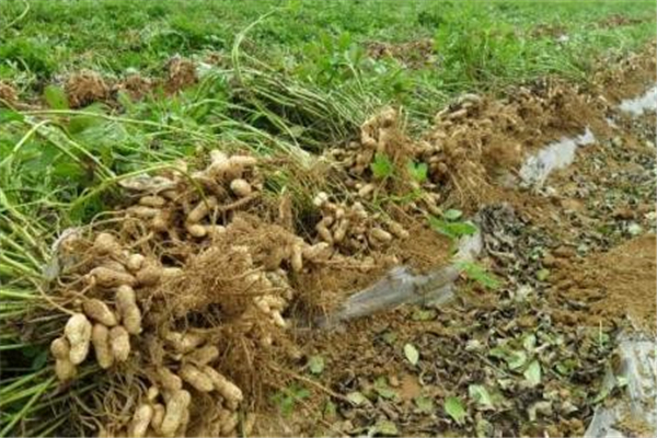 承包商收割花生村民尾随捡拾，为何就连警察来了都没办法？