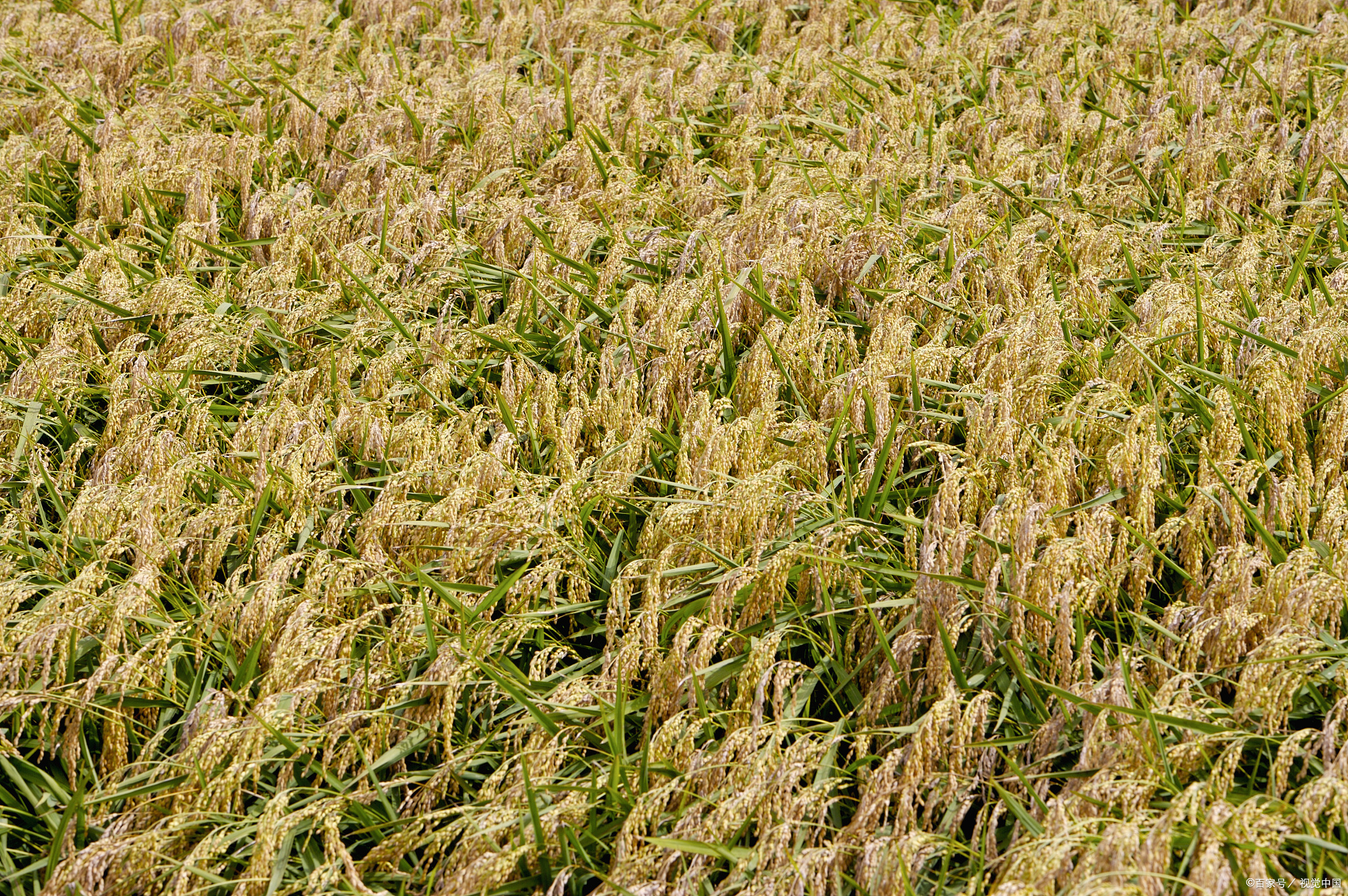 如何在稻田中无公害养殖黄鳝？有哪些技术介绍？