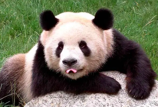 大熊猫爱吃的竹子，实际上是什么？