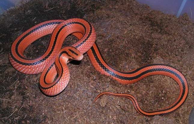 为什么说打蛇打七寸?