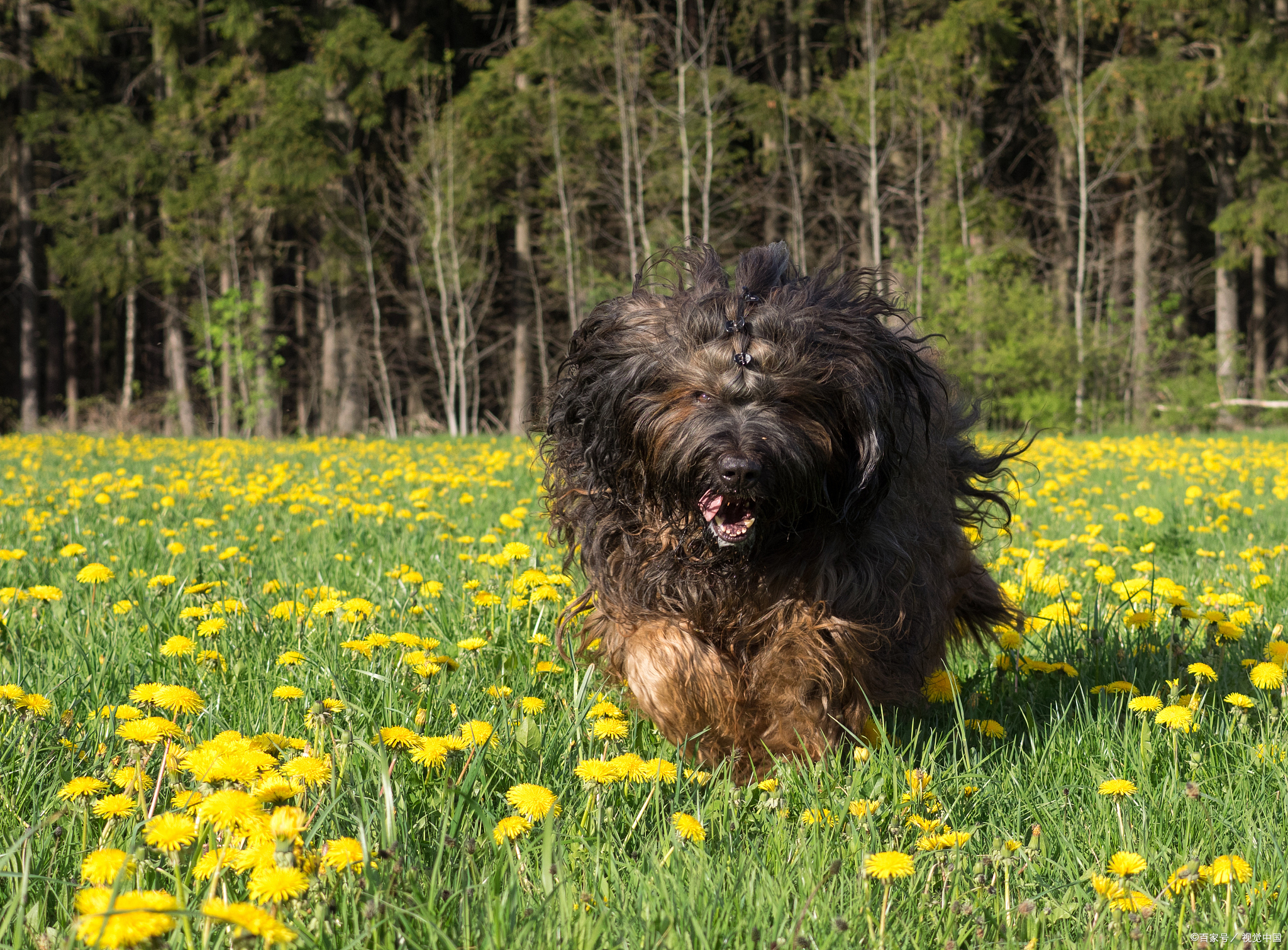 当藏獒遇到东北虎,藏獒会败吗?谁才是最强王者呢?