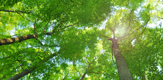 太阳鸟的寓意和象征是什么?