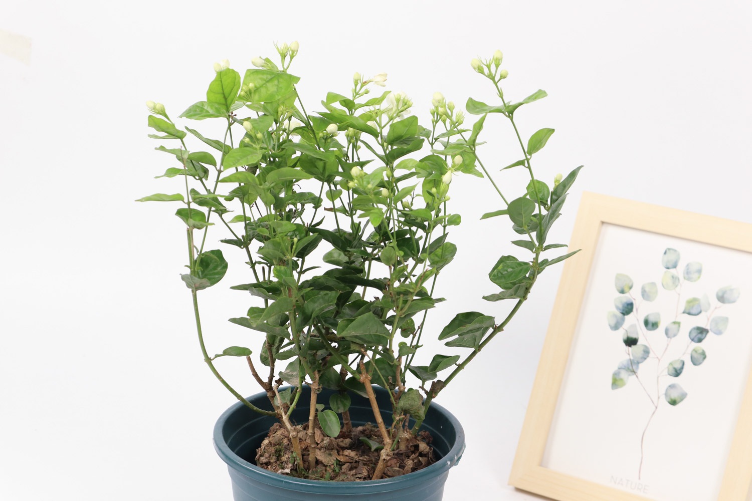 茉莉花的花语是什么？