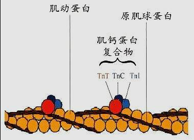 肌球蛋白和肌动蛋白有什么区别？