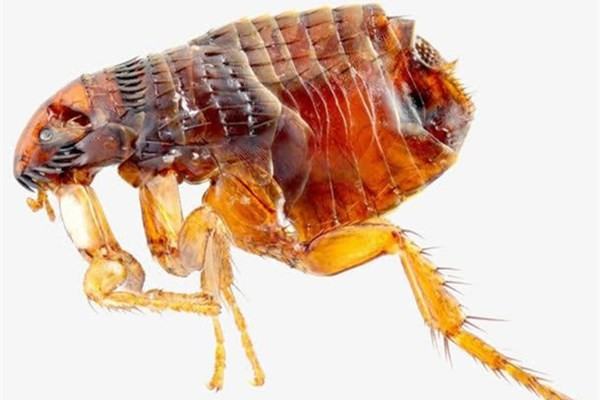 跳蚤怎么彻底消灭？