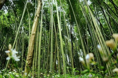 琴丝竹的基本资料