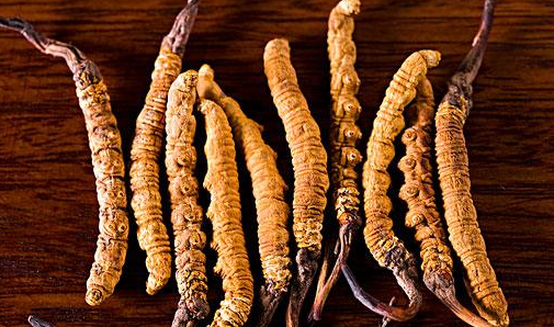 虫草的功效与作用及营养分别是？