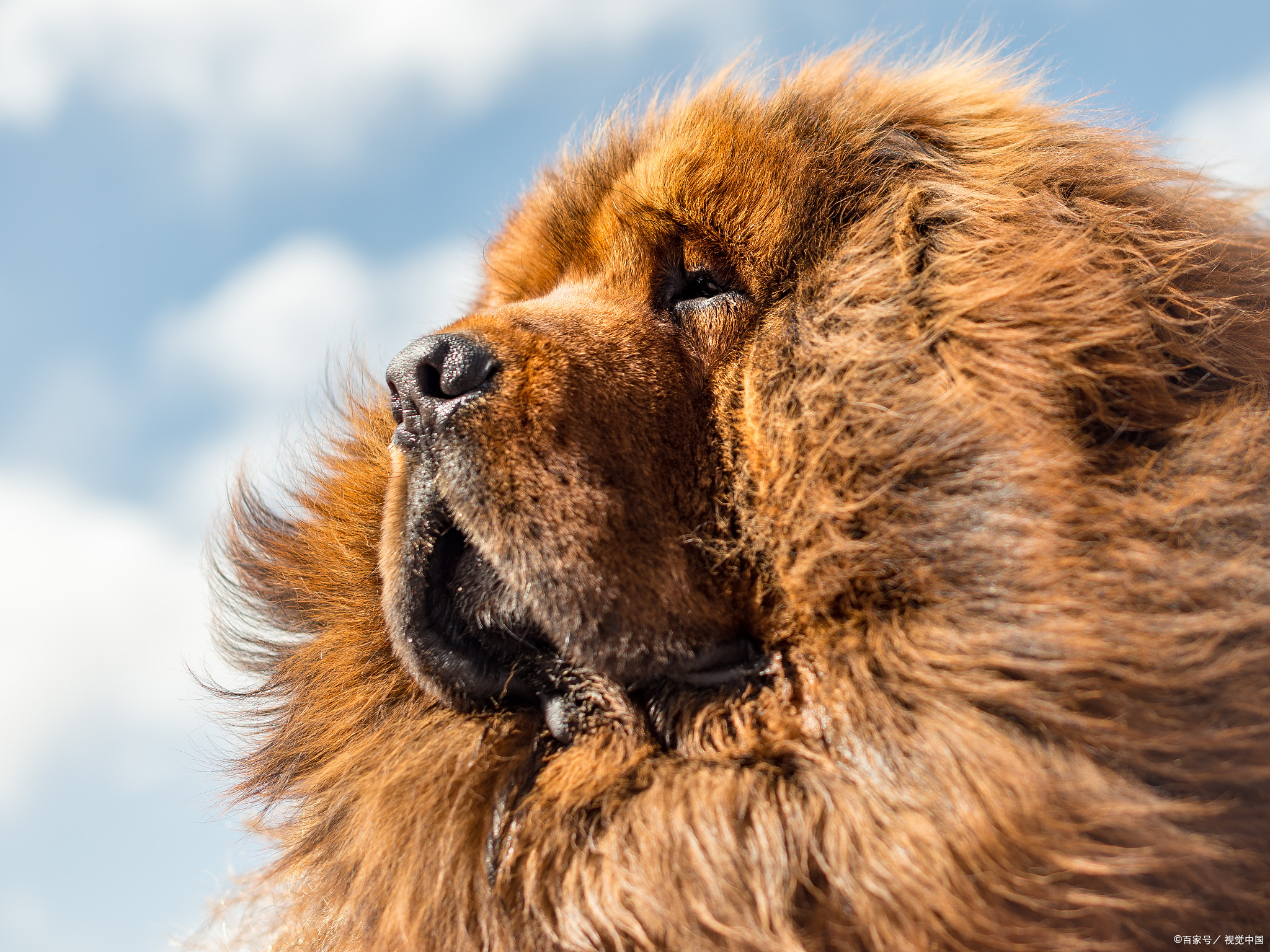 当藏獒遇到东北虎,藏獒会败吗?谁才是最强王者呢?