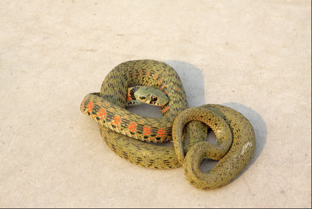 为什么说打蛇打七寸?