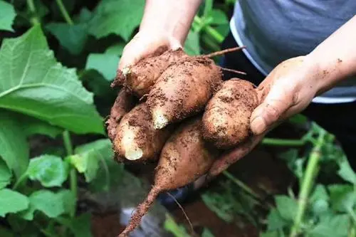 经常吃地参果的话，对身体都有哪些好处？