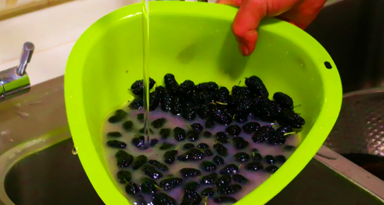 桑葚怎么洗才能干净