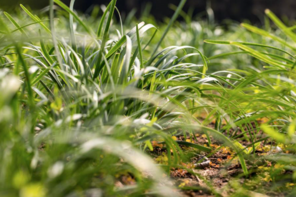 夜雨剪春韭 新炊间黄粱这句话怎么理解？