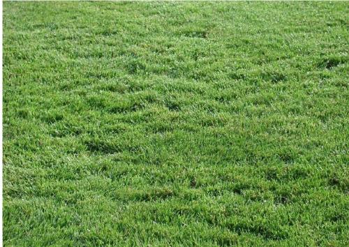 匍匐剪股颖有什么优缺点