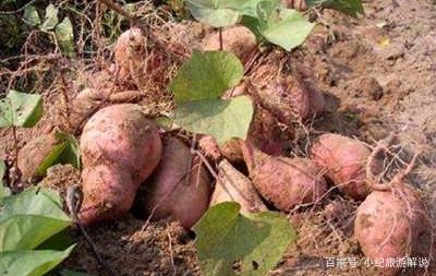 生长调节剂有哪些种类?