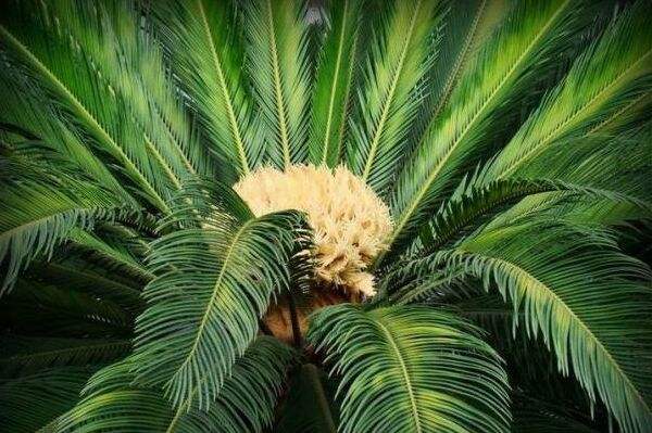 铁树叶的功效与作用