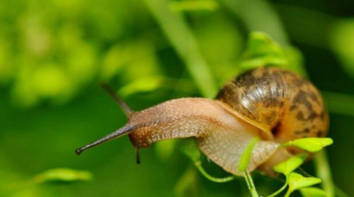 原来蜗牛是牙齿最多的动物,蜗牛的牙齿究竟长什么样子?