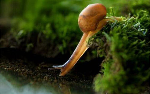 原来蜗牛是牙齿最多的动物,蜗牛的牙齿究竟长什么样子?