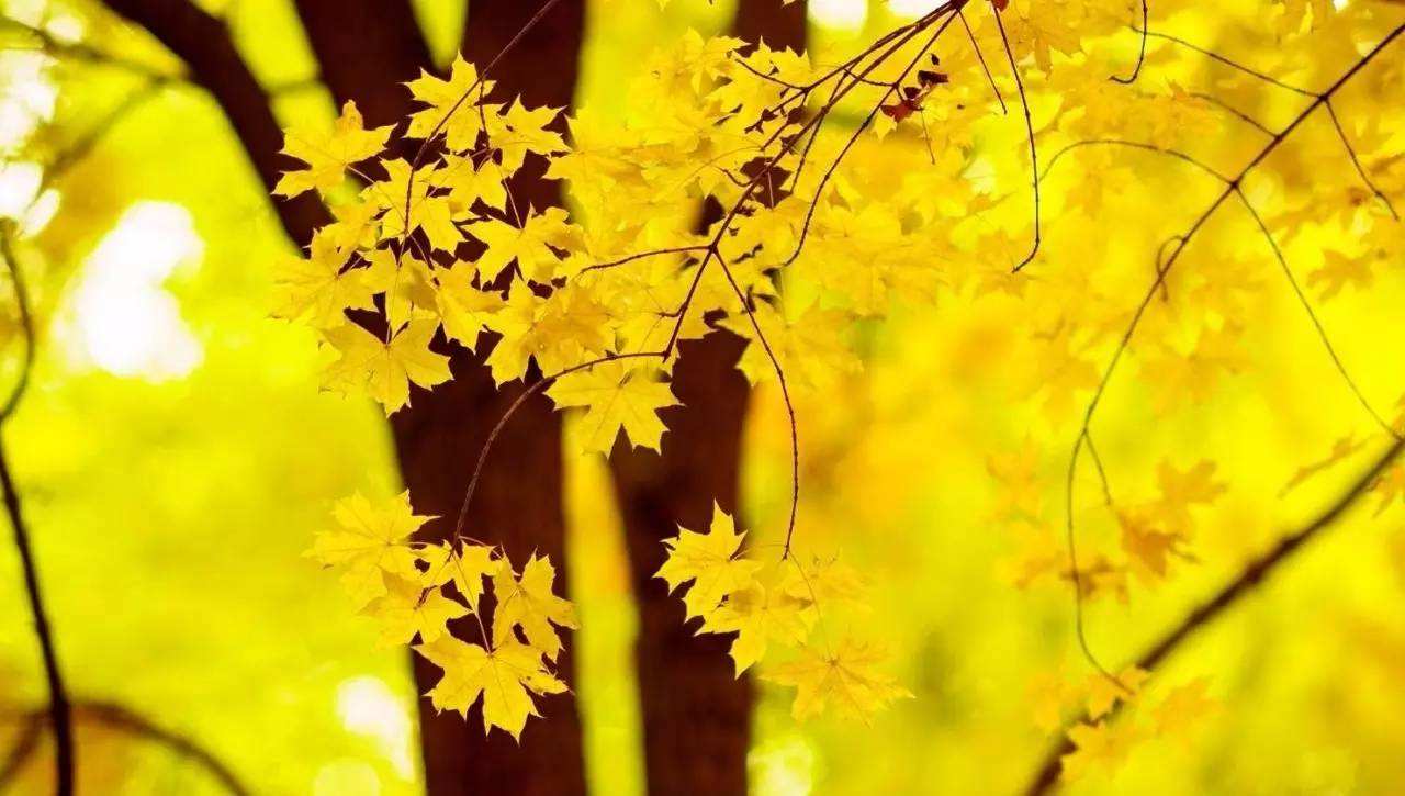 叶子的离开是树的不挽留！什么意思？？