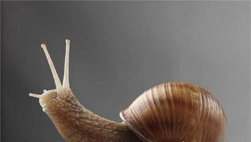 原来蜗牛是牙齿最多的动物,蜗牛的牙齿究竟长什么样子?