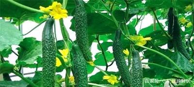 生长调节剂有哪些种类?