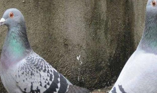 鸽子养殖技术