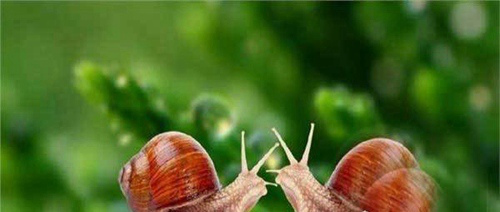原来蜗牛是牙齿最多的动物,蜗牛的牙齿究竟长什么样子?