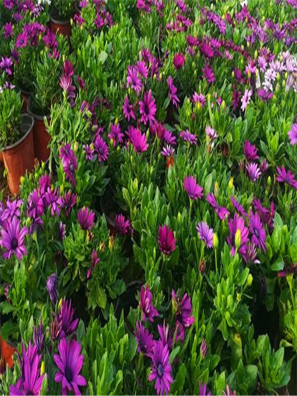 南非万寿菊的介绍