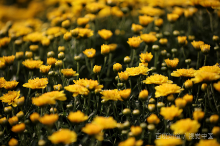 重阳节是鬼节吗?