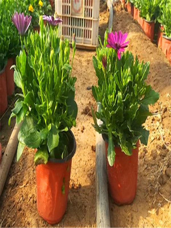 南非万寿菊的介绍