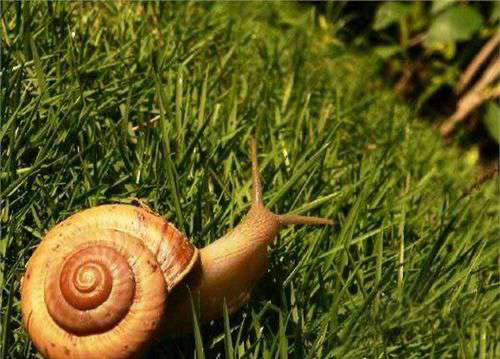 原来蜗牛是牙齿最多的动物,蜗牛的牙齿究竟长什么样子?