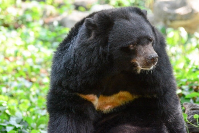 辽宁一马戏团黑熊逃跑上街,黑熊是怎么逃跑出去的?