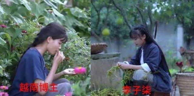 律师称李子柒维权难度较大,也就是说基本上无法维权?