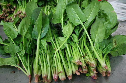 动物肝脏和菠菜哪个补铁效果好?