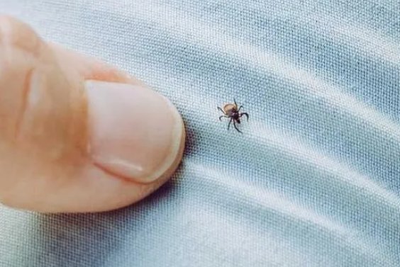 蜱虫病一般指的是人粒细胞无形体病,感染后身体会出现哪些症状?