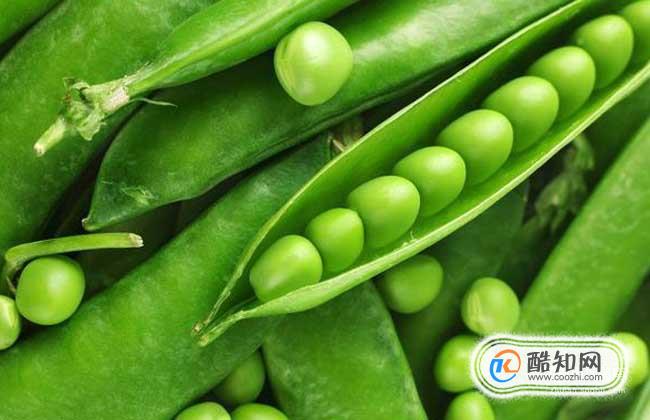 植物传播种子的方法都有哪些?