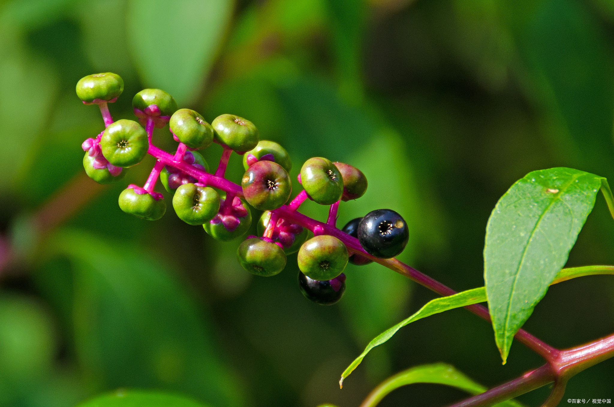 美洲商陆的功效与作用有什么?