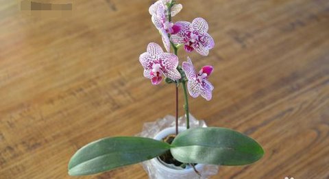 矿泉水瓶做花瓶 步骤是什么?