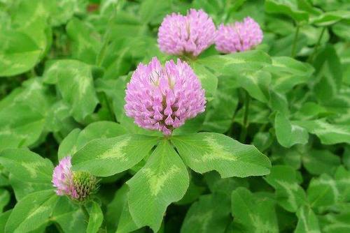 三叶草是什么草为什么有人说就是外面的杂草?