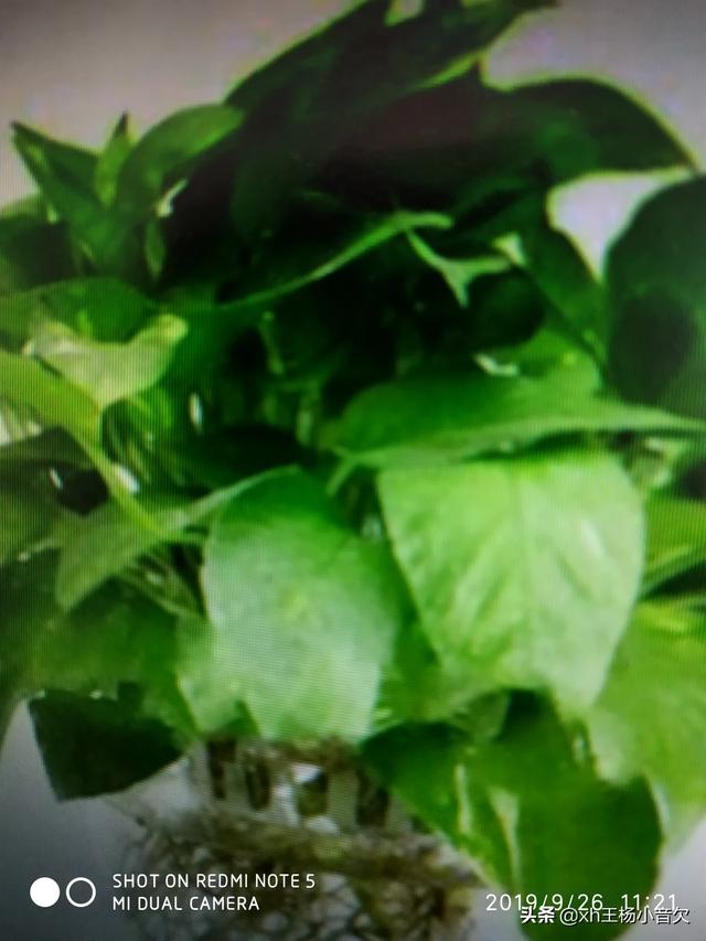 在水里养的花有哪些几种适合在水里养的花?