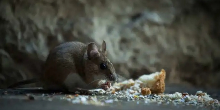 西安出现多例出血热患者,这种传染病为何会出现在山西?