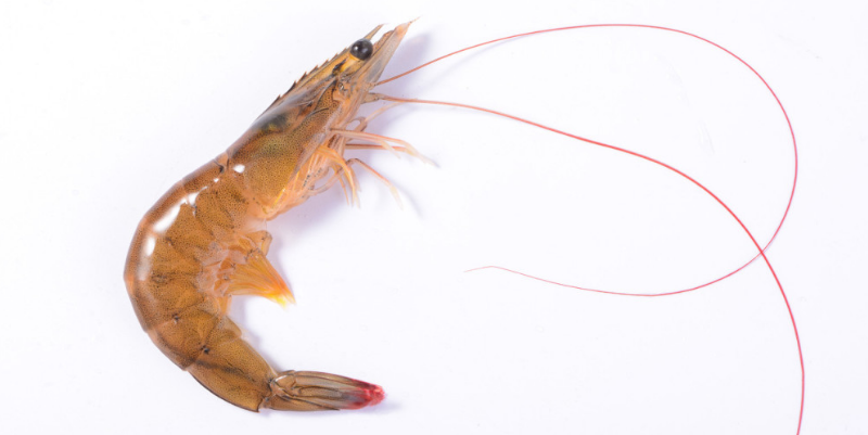 青岛大虾是什么虾呢?