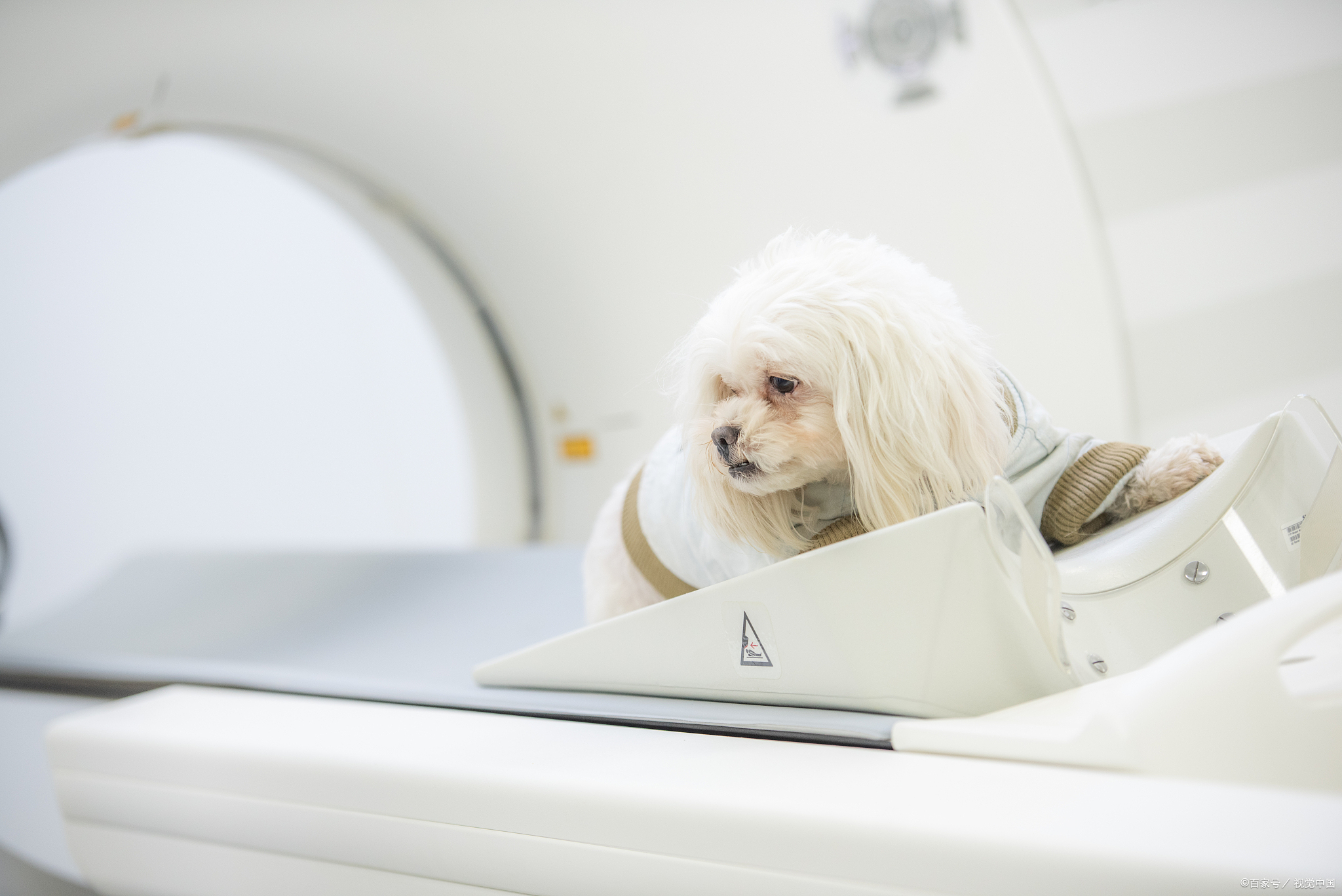 可以讲讲关于宠物球虫疫苗的一些注意事项吗?