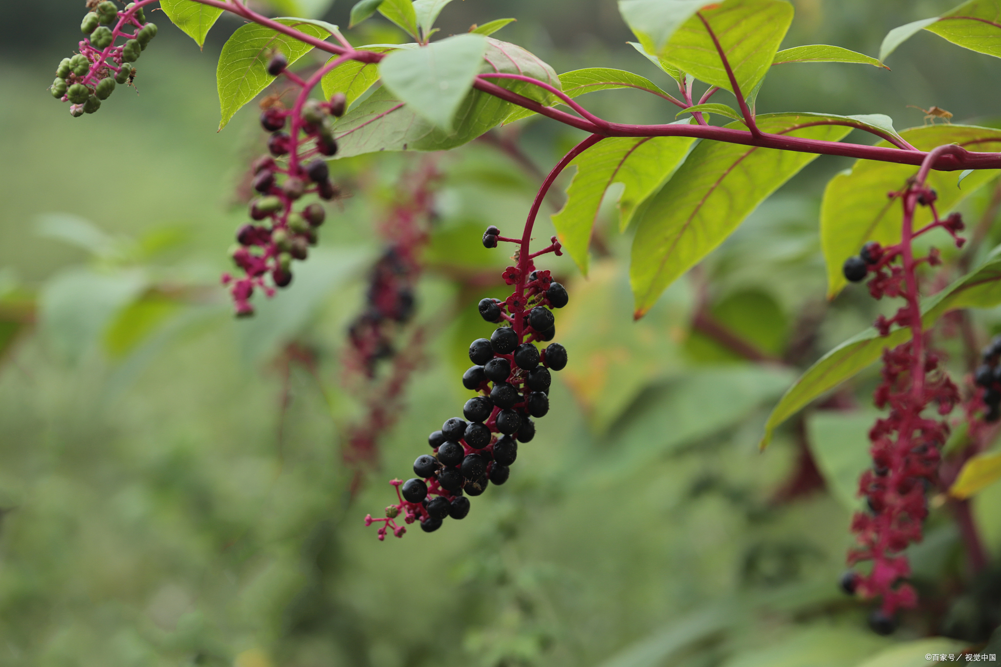 美洲商陆的功效与作用有什么?